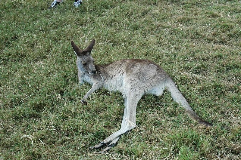 A kangaroo lying in the grass.